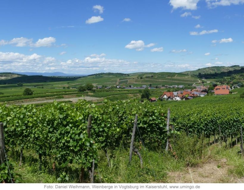Vogtsburg im Kaiserstuhl, Weinberge